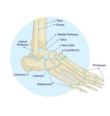 Which Ankle Injuries Usually Require Surgery? | OrthoNebraska
