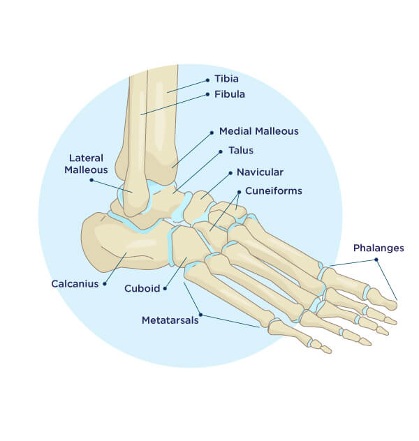 Foot and Ankle Anatomy Diagram