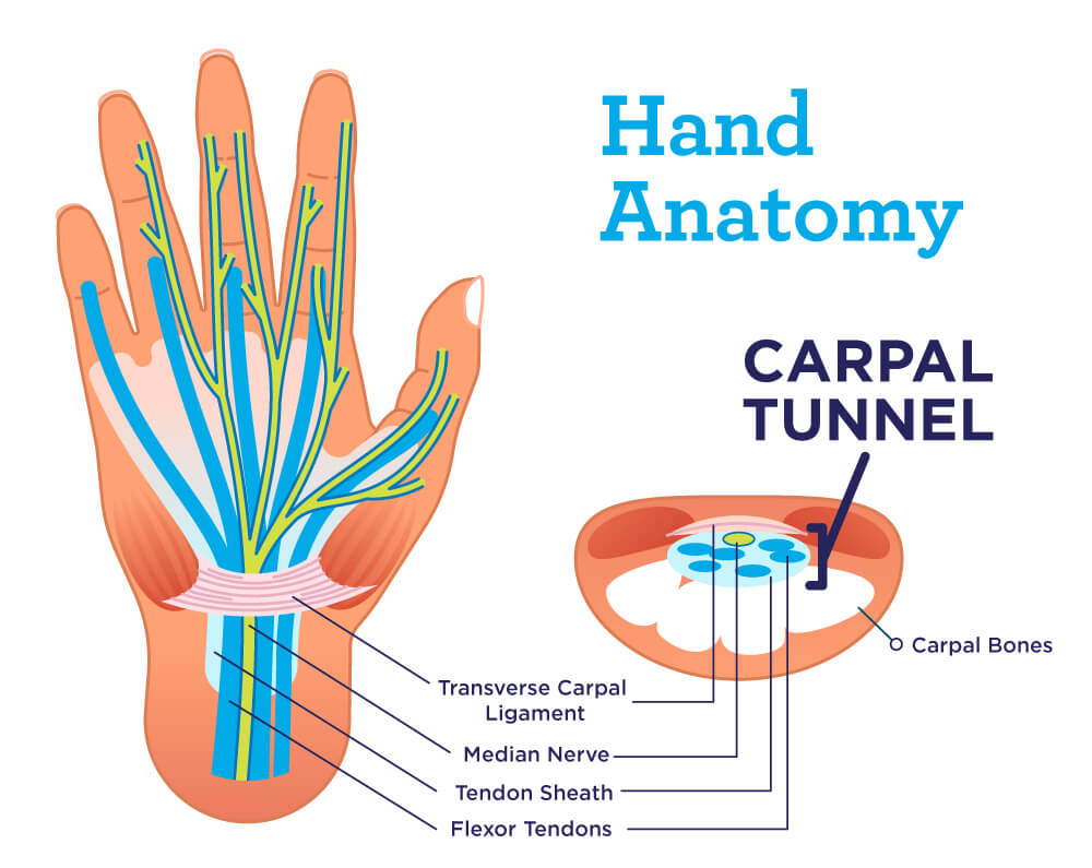 Hand Anatomy - diagram of carpal tunnel
