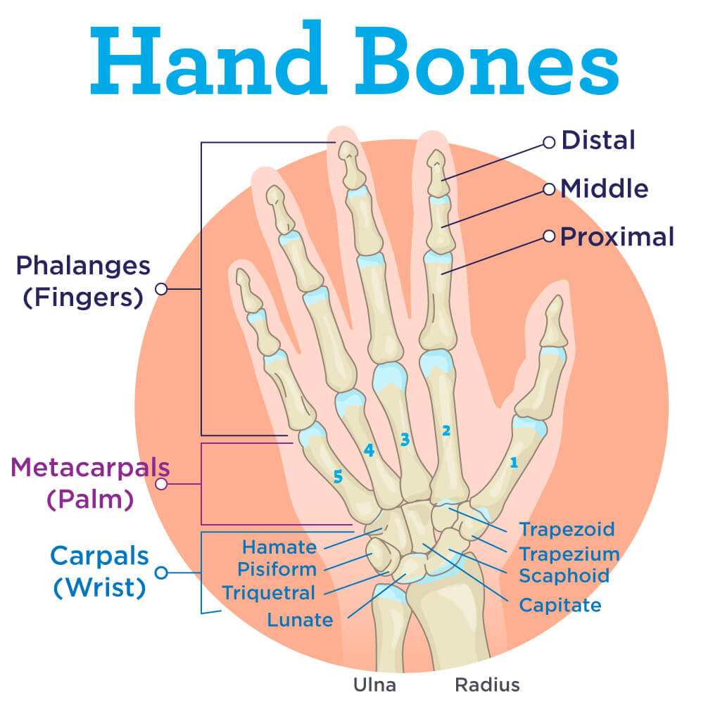 Hand Anatomy: Bones