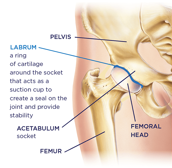 Hip in spring – Orthopedics – Arthroscopy – Joint Surgery