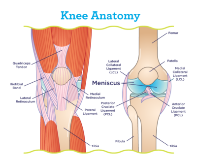 Meniscus Location Within the Knee