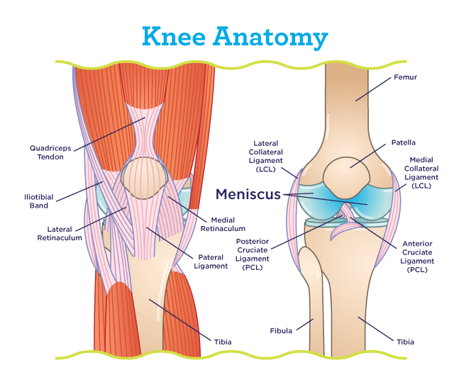 Meniscus Location Within the Knee