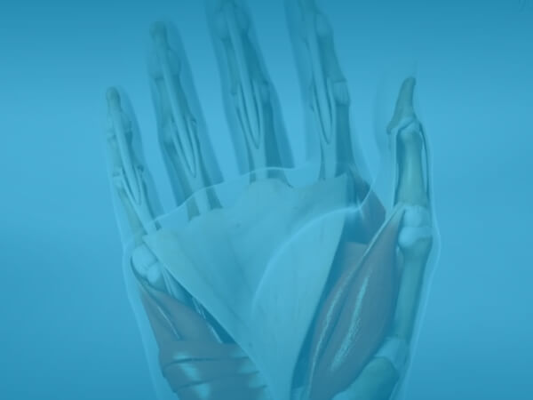 Hand Anatomy