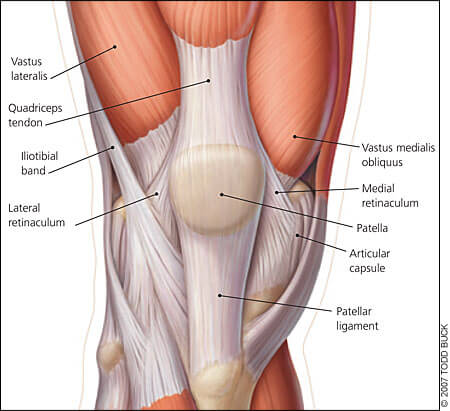 Knee Anatomy