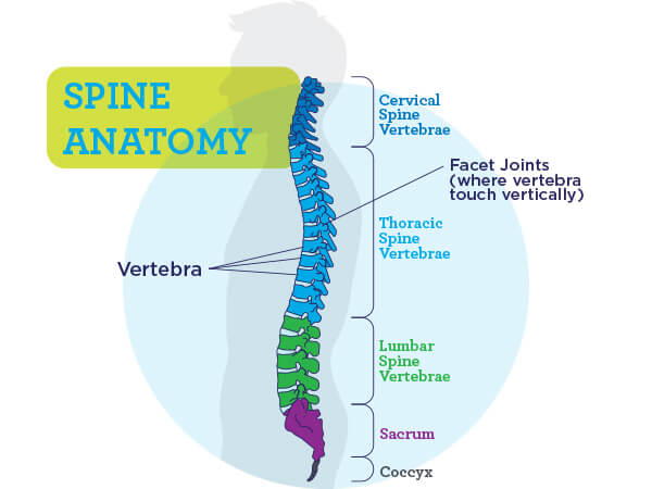 Spine Anatomy